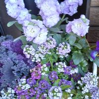 柊（ひいらぎ）,西洋柊(クリスマスホーリー),寄せ植え.,赤い実,玄関前の画像