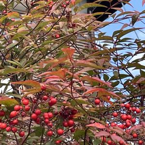 ナンテン,ハイビスカス,ハイビスカスの 蕾,室内,花のある暮らしの画像