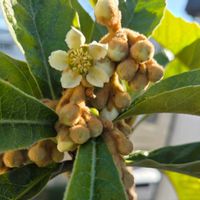 アリッサム,アリッサム,ビワの花,金のなる木,観賞用トウガラシの画像