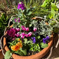 ノースポール,パンジー,ガーデンシクラメン,八重咲きストック,玄関アプローチの画像