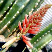 アロエ,柱サボテン,ベランダの画像