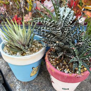 多肉植物,素敵便,ありがとう❤️,多肉女子,繋がりに感謝✨の画像