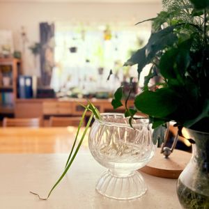 野菜,ネギ,水耕栽培,リボベジ,再生栽培の画像