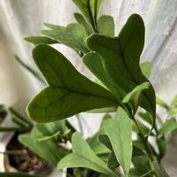 シェフレラ,シェフレラ・トライアンギュラリス,観葉植物の画像