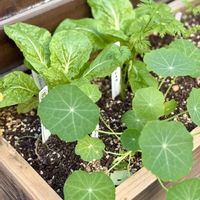 カモミール,ナス,ナスタチウム,ニンジン,玉ねぎの画像