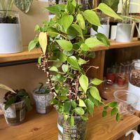 アンスリウム,アンスリウム,サトイモ科,観葉植物,ハイドロカルチャーの画像