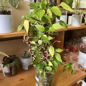 アンスリウム,アンスリウム,サトイモ科,観葉植物,ハイドロカルチャーの画像