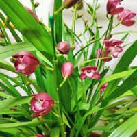 シンビジウム,シンビジューム,シンビジューム,洋ラン,花のある暮らしの画像