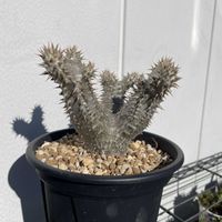 パキポディウム・デンシフローラム,パキポディウム属,休眠期,はむ　パキポの画像