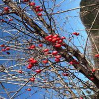 ウメモドキの画像