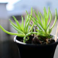オトンナ・レチンゲリ,多肉植物,塊根植物,オトンナ属,コーデックスの画像