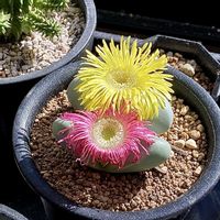 金鈴,金鈴,アルギロデルマ,多肉植物,花が咲いたの画像