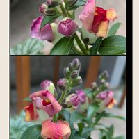 ウメ,キンギョソウ,サザンカ,ジンチョウゲ,金曜日の蕾たちの画像