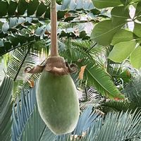 バオバブ,バオバブの実,アフリカバオバブ,京都府立植物園,京都府立植物園温室の画像