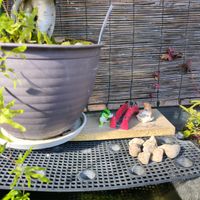 ガジュマルの木,メダカ ビオトープの画像