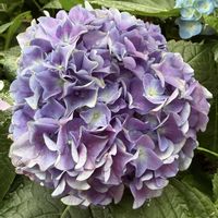 アジサイの画像