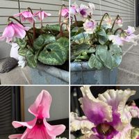 ガーデンシクラメン,ガーデンシクラメン,花のある暮らし,お楽しみ❀.(*´▽`*)❀.,アプローチの画像