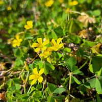 カタバミ,田んぼ,カタバミ属,カタバミ科,越年草の画像