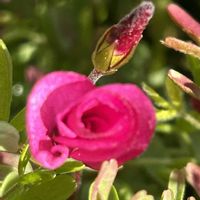 デンドロビウム,胡蝶蘭,オキザリス　桃の輝き,ルスカス,ルスカスの画像