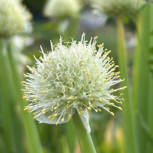 ネギ,マイガーデン,感謝,野菜の花,畑の花の画像