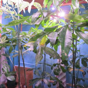 パキラ,Pachira,パキラ ミルキーウェイ,パキラ・グラブラ,パキラ・アクアティカの画像