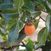 シセントキワガキ,植栽,カキノキ科,中国原産,東京都農林総合研究センターの画像