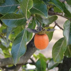 シセントキワガキ,植栽,カキノキ科,中国原産,東京都農林総合研究センターの画像