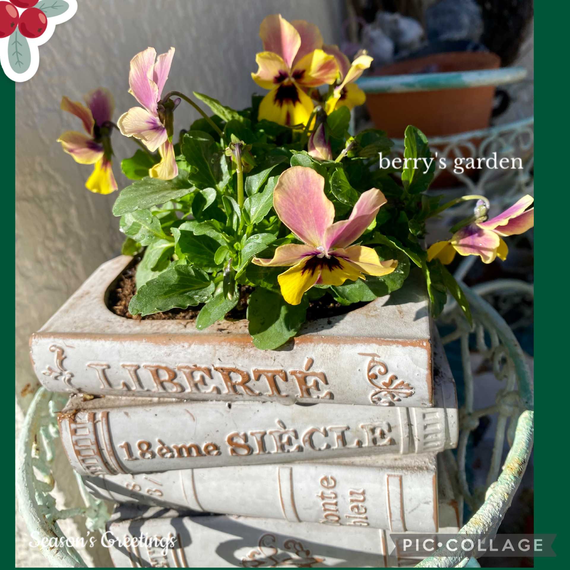 寄せ植えの投稿画像 by berryさん｜ガーデンシクラメンとプラチーナと