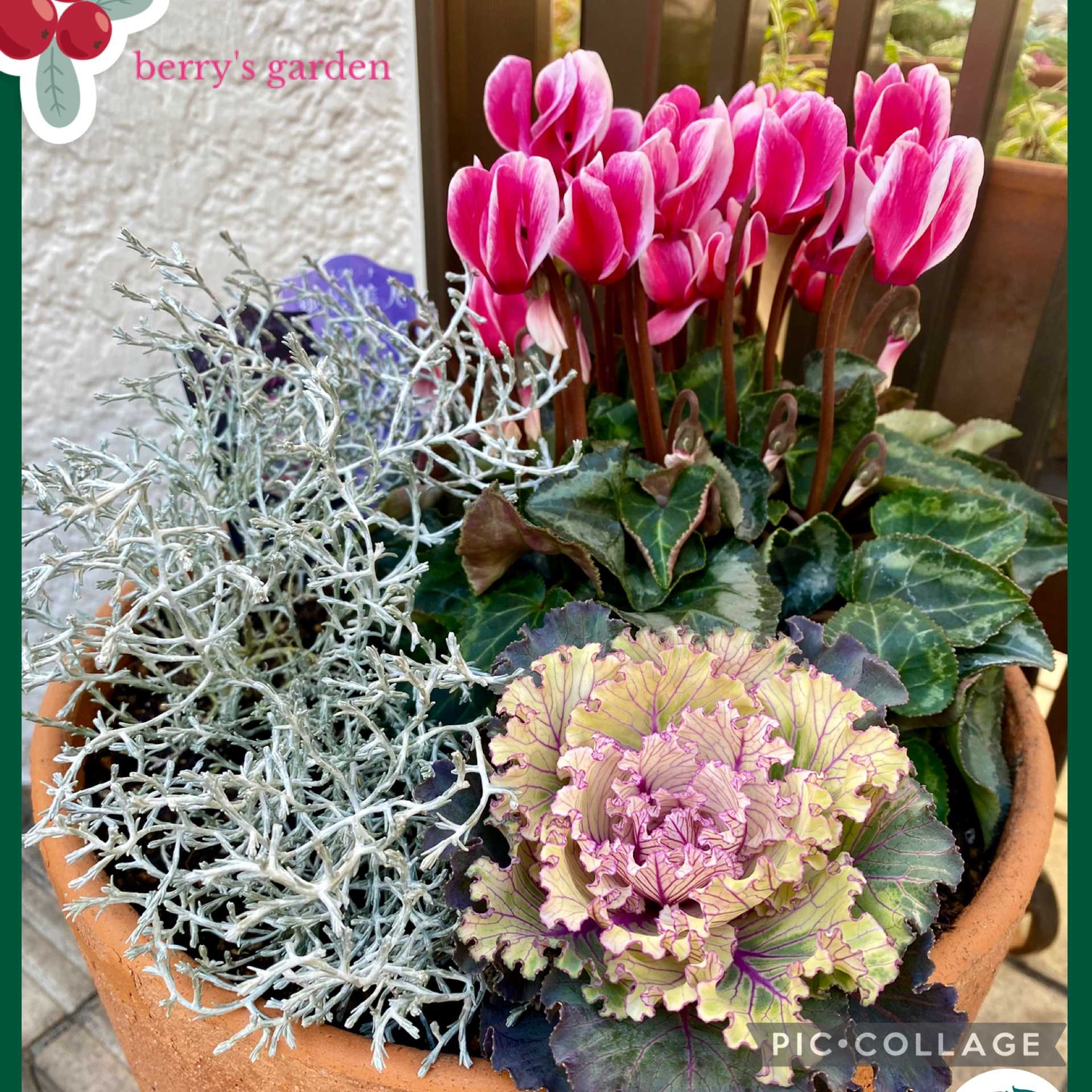 寄せ植えの投稿画像 by berryさん｜ガーデンシクラメンとプラチーナと