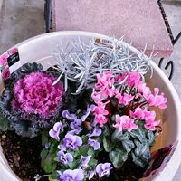 寄せ植え.,ダイアンサス（撫子）,ロータスプリームストーン,花のある暮らし♡,おうち園芸の画像