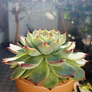 桃太郎,多肉植物,子株,鉢植え,エケベリア属の画像