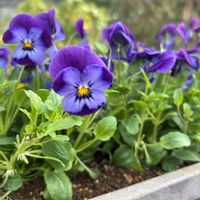 アネモネ,パンジー,葉牡丹,寄せ植え,小さなお庭の画像