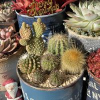 ドウダンツツジ,キサンタゴールド,ハオルチア 花火,多肉植物,リメ缶の画像