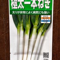 チャイブ,チャイブの花,iPhoneで撮った,ネギのタネ,里いも,にんじん,ごぼう,牛肉のお煮しめの画像