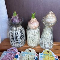 ヒヤシンス,ガーデニング初心者,ヒヤシンス水栽培,ここにしか咲かない花,しあわせ運べるようにの画像