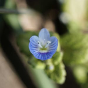 オオイヌノフグリ,雑草,青空,マクロ撮影,緑のある暮らしの画像