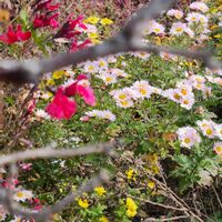 花かんざしの画像