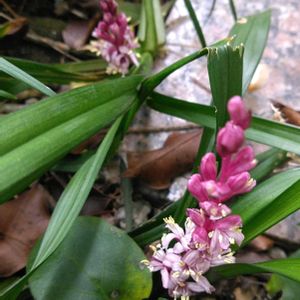 吉祥草（きちじょうそう）,地植え,マイガーデン,かわぃぃ。,綺麗✨の画像