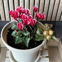 癒し,ありがとう❤️,玄関先,素敵な時間,優しいお花時間の画像