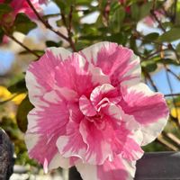 アザレア,アザレア,ピンクの花,ありがとう♡,ピンク❤︎ピンクの画像