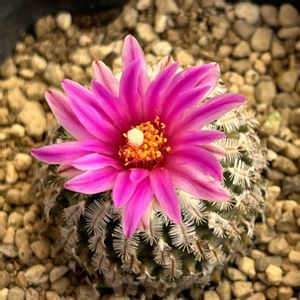 サボテン,セイコウデン（精巧殿）,多肉植物,サボテンの花,多肉植物の花の画像