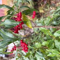 マンリョウの画像