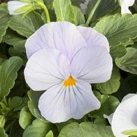 ビオラ,ビオラ・ビビ・ヘブンリーブルー,玄関の画像