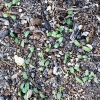 ネモフィラの画像