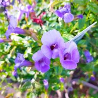 トレニア,PW,庭の画像