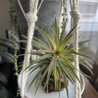 チランジア,グリーンネックレス,フランスゴムの木,フィカス バーガンディ,多肉植物の画像