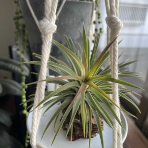 チランジア,グリーンネックレス,フランスゴムの木,フィカス バーガンディ,多肉植物の画像