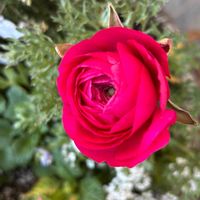 ラナンキュラスの画像