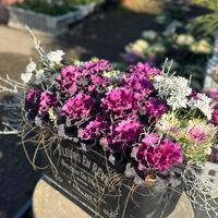 桃太郎,葉牡丹（はぼたん）,多肉植物,セダム属,エケベリア属の画像