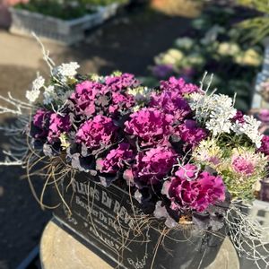 桃太郎,葉牡丹（はぼたん）,多肉植物,セダム属,エケベリア属の画像